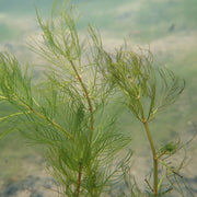 Myriophyllum verticillatum | Whorled water‑milfoil | Oxygenating Plant